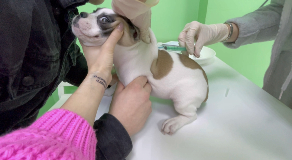 поставили прививку собаке ?❤️ смотреть онлайн