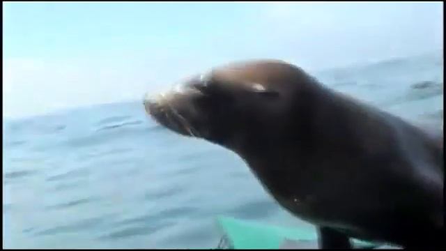 Видео прикол Морской ЛЕВ, ты не ПРАВ смотреть онлайн