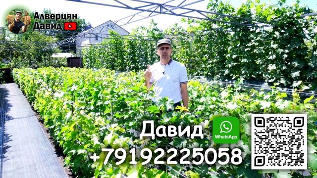 С 1 Августа старт продаж саженцев и черенков винограда смотреть онлайн