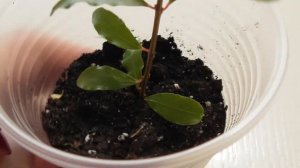 Как укоренить гранат в домашних условиях - гранат Нана