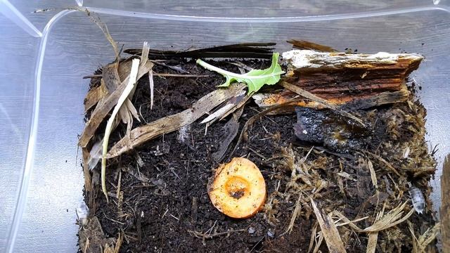 МОКРИЦЫ КОРОВКИ. Porcellio laevis 'Dairy Cow'. СОДЕРЖАНИЕ И РАЗВЕДЕНИЕ смотреть онлайн