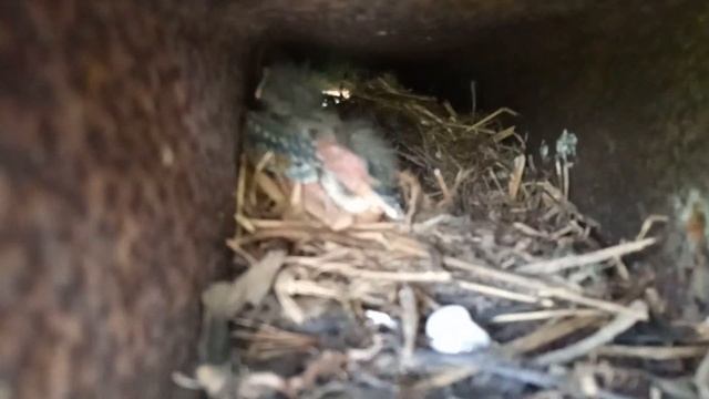 Птенцы трясогузки смотреть онлайн