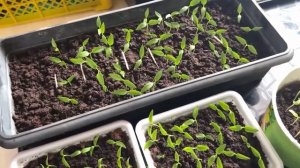 Бесплатный рецепт от болезни рассады. Рассада не заболеет.