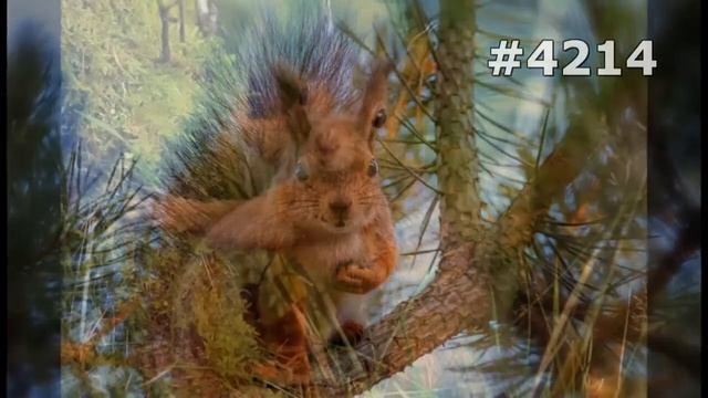 #4214. Белки (В мире животных)