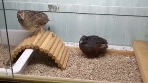 Китайские расписные перепела 2020 г