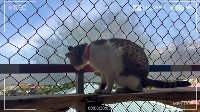 Cute Cat React With Camera Gopro | Cat Island смотреть онлайн