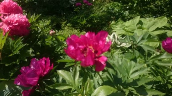 Paeonia Morning Lilac