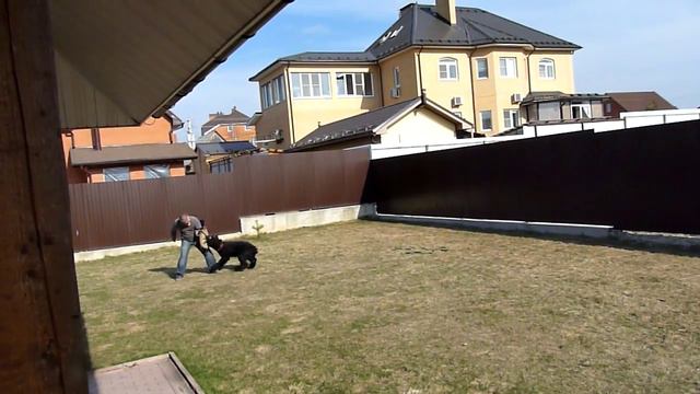 Ризеншнауцер Абрек - конвоирование