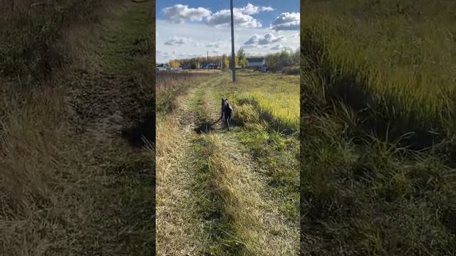 Титан и козы) #tttt #cane #canecorso #канекорсо #canecorsoitaliano #канекорсоитальяно смотреть онлайн