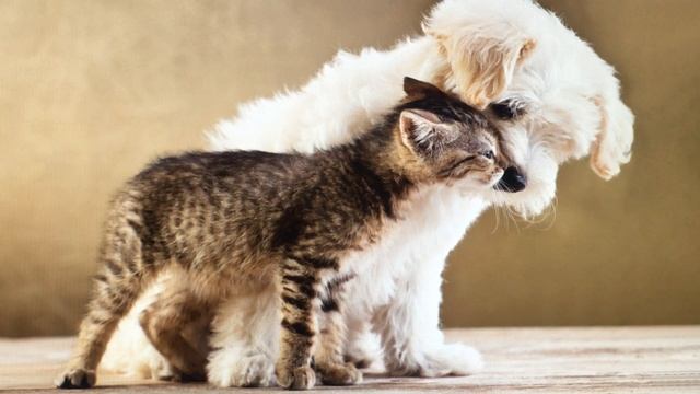 Аудио стихи и сказки Малышам. КОШКИН ЩЕНОК. смотреть онлайн