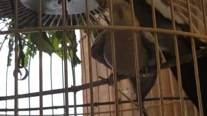 Спаривание птиц