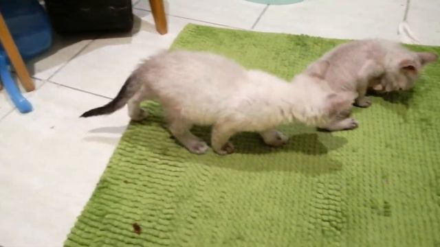 Часть 2. Девон рекс котята 1,5 месяца злой и добрый коты. Воландеморт отдыхает смотреть онлайн