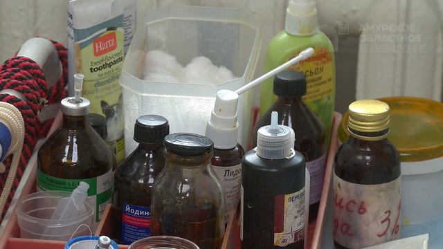 Волонтеры Благовещенска спасли от голодной смерти собаку смотреть онлайн