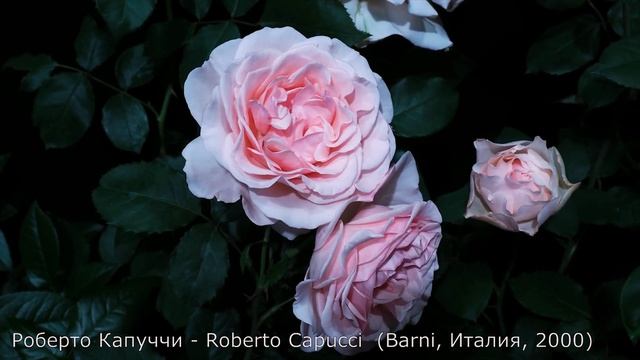 Как распускается роза Роберто Капуччи - Roberto Capucci (Enrico Barni Италия, 2000) смотреть онлайн