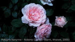 Как распускается роза Роберто Капуччи - Roberto Capucci (Enrico Barni Италия, 2000)