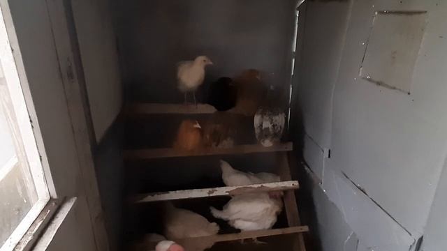 Куры несушки, старенькие и молодняк. Одоптация на новом месте. смотреть онлайн