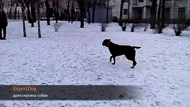 Кане-Корсо - безконфликтное обучение команде место смотреть онлайн