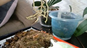 Как пересадить орхидеи,? обрезание отживших корней и деление куста. Обновляю свои старые орхидеи??‼