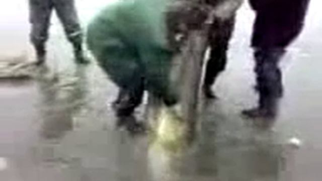 Огромный налим смотреть онлайн