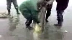 Огромный налим