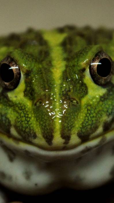 лягушка расслабляется