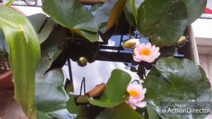 Выращивание нимфеи(кувшинки)в небольших ёмкостях