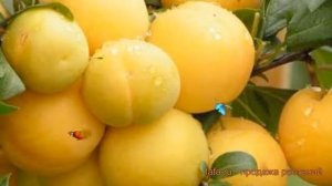 Алыча обыкновенная Мара (prunus divaricata) ? алыча Мара обзор: как сажать саженцы алычи Мара