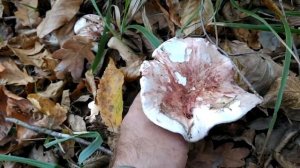 Гигрофор сыроежковый. Лучший из семейства гигрофоров.