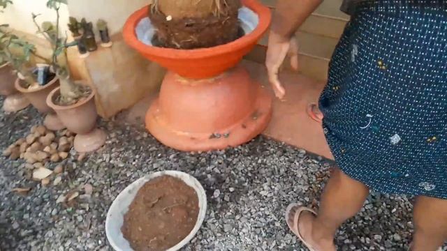 NOLINA RECURVATA RE PLANTING смотреть онлайн