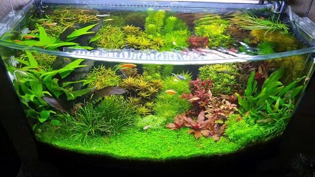 Аквариум с живыми растениями. смотреть онлайн