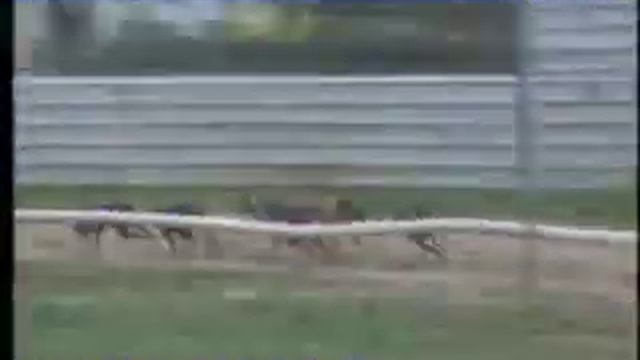 IGB - The Irish Retired Greyhound Trust A8 20/03/2019 Race 2 - Kilkenny смотреть онлайн