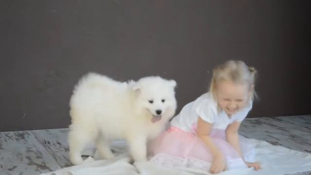 Самоед Щенок самоеда Мимими Милый щенок смотреть онлайн