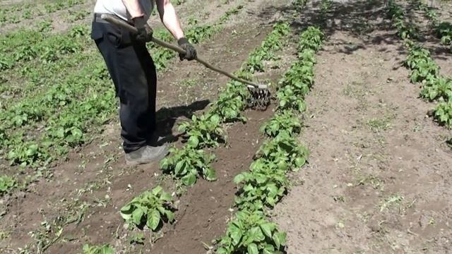 Плоскорез Фокина и ручной культиватор. Прополка, окучивание картофеля.