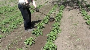 Плоскорез Фокина и ручной культиватор. Прополка, окучивание картофеля.