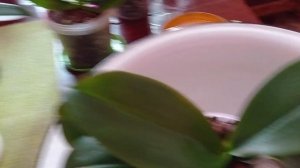 12.07.2022  Полив и подкормка орхидей. Янтарная кислота и хитозан.