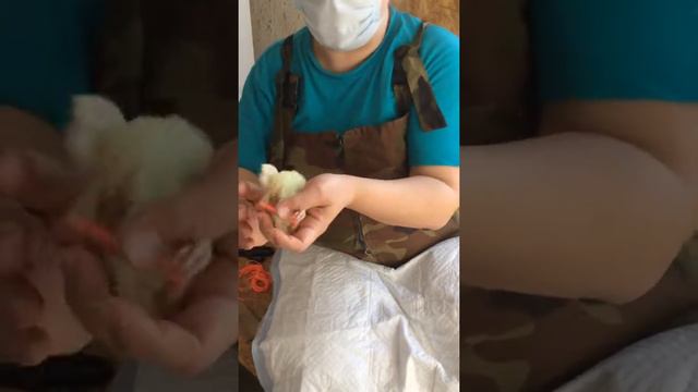 индюшонок шпагатик смотреть онлайн