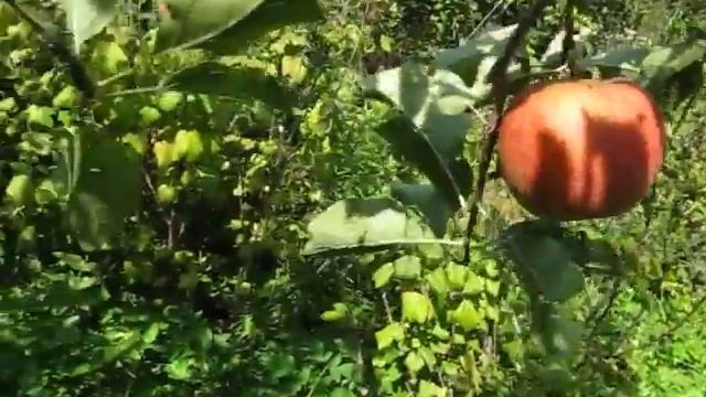 Сорт яблок Чемпион смотреть онлайн