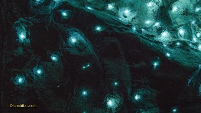 110.Новая Зеландия.Пещеры ВАЙТОМО.Особенности национального ЭКСТРИМА-2 ! (Жизнь в новой зеландии)