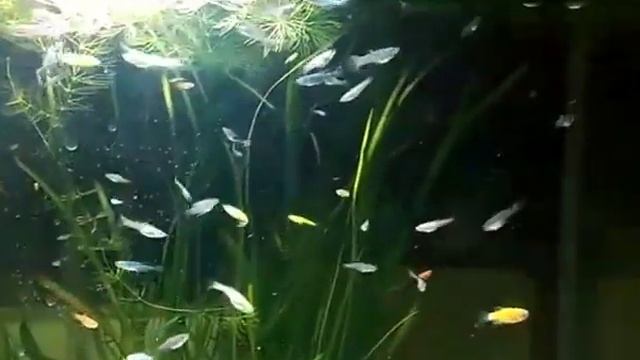 ПЕЦИЛИИ НА НЕРЕСТ,ОБЗОР смотреть онлайн