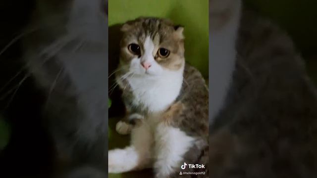 Кошка Милка . Веслоухая кошка с шерстью на ощупь как у шиншилл. Наша спокойная и ласковая кошка смотреть онлайн