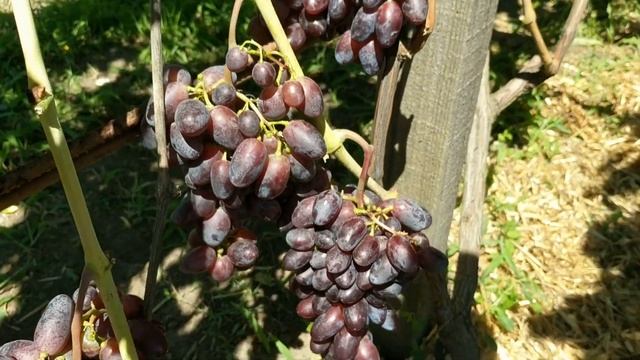 Посадите себе такой сорт винограда. Не пожалеете !!! смотреть онлайн