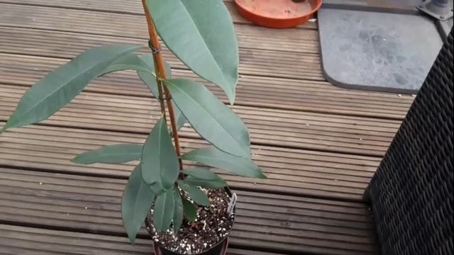 Java plum late Spring update ( Syzygium Cumini) смотреть онлайн