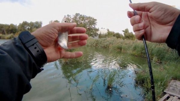 Fish Season  FARIO NT MORM 602XUL-S-21/мормышинг/коты накормлены