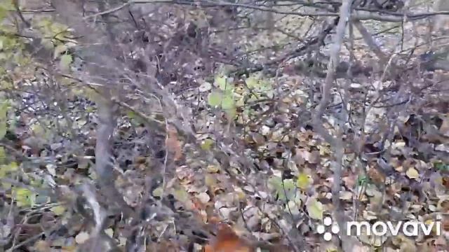 #Осеннийкоп2019.Выход на песчанное поле второй раз после ништяковых находок смотреть онлайн