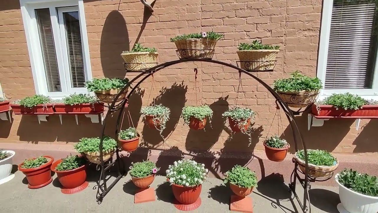 Петуния в саду. Как вырастить красивый пышный куст петунии. Надо ли формировать и прищипывать часто. смотреть онлайн