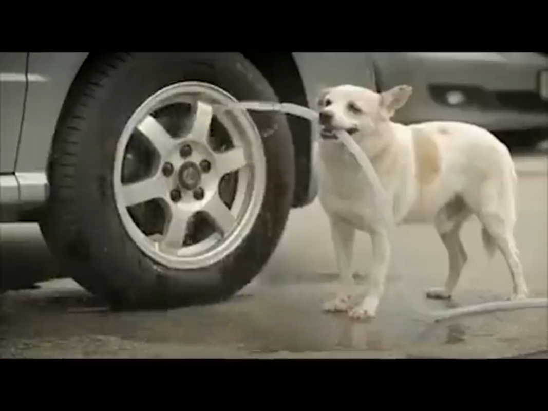 Золотой пес смотреть онлайн