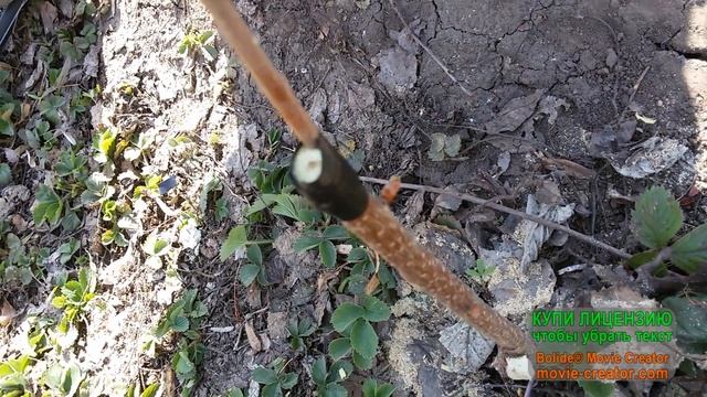 Прививка черешни на вишню, до и после, с результатом приживаемости через 2 месяца.В 2023 г.вымерзло смотреть онлайн
