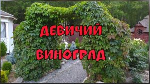 Девичий виноград в моём саду.