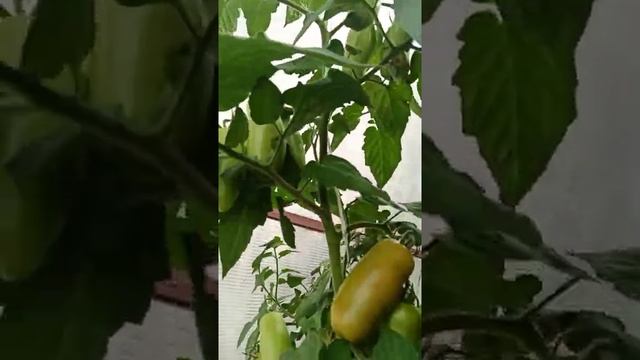 Томат "Санькина любовь!!!!16июля2022 год, коротенькое видео!;; смотреть онлайн