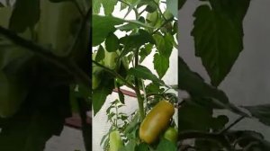 Томат "Санькина любовь!!!!16июля2022 год, коротенькое видео!;;